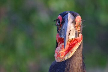 Kaffernhornrabe / Southern Ground Hornbill / Bucorvus leadbeateri