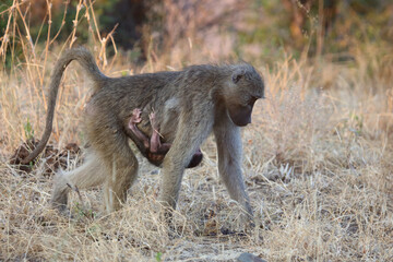 Bärenpavian / Chacma Baboon / Papio ursinus..