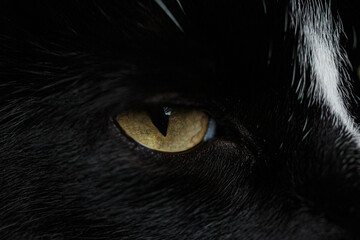Close up of a cat eye