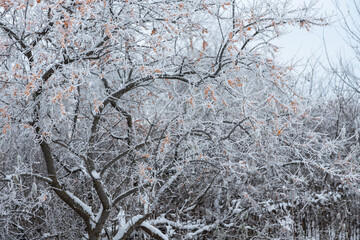 Thickets of snow-covered sea buckthorn bushes with fancy shapes and orange berries.