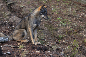 Lobo ibérico entre vegetación 