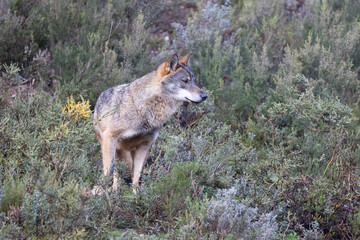 Lobo ibérico entre vegetación 