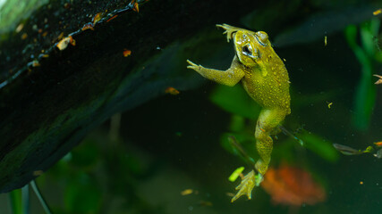 green frog in the water