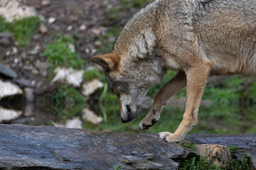 Lobo ibérico entre vegetación 