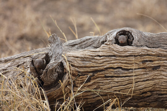 S&uuml;dliche Zwergmanguste / Dwarf Mongoose / Helogale parvula
