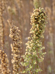 Grass in the wind. The nature of the island of Khortytsia