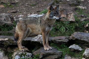 Lobo ib&eacute;rico entre vegetaci&oacute;n 
