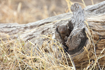 Südliche Zwergmanguste / Dwarf Mongoose / Helogale parvula