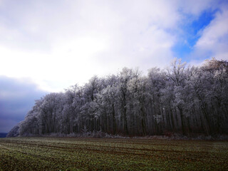 Obraz premium Münsingen, Deutschland: Durch den morgentlichen Frost ist der Wald weiß