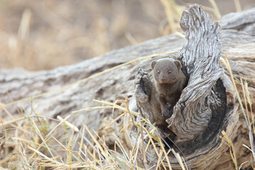 Obraz premium Südliche Zwergmanguste / Dwarf Mongoose / Helogale parvula
