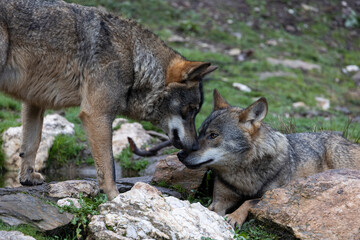Lobo ibérico entre vegetación  © Néstor Rodan