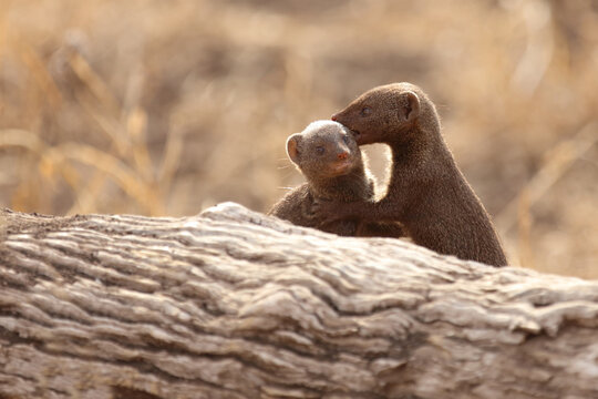 S&uuml;dliche Zwergmanguste / Dwarf Mongoose / Helogale parvula