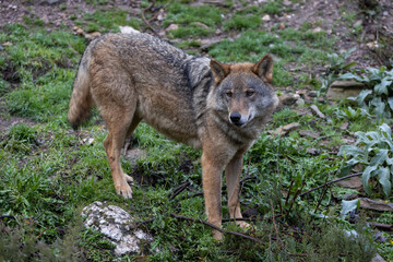 Lobo ib&eacute;rico entre vegetaci&oacute;n 