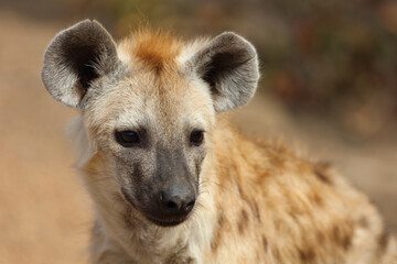 Tüpfelhyäne / Spotted Hyaena / Crocuta crocuta.