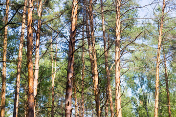 Fototapeta premium pine grove in summer