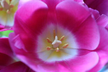 Fototapeta na wymiar purple blooming tulips in the garden