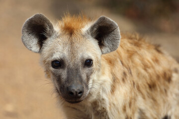 Tüpfelhyäne / Spotted Hyaena / Crocuta crocuta.