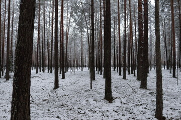 Young forest in winter