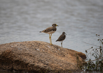 Yellow-wattled lapwing standing on a stone