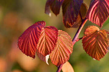 Beautiful red autumn raspberry leaves close up