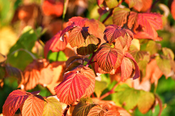 Beautiful red autumn raspberry leaves in the garden