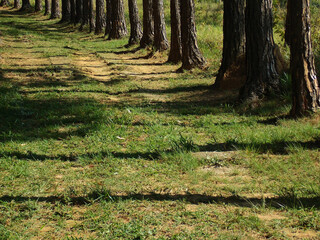Caminho repleto de Tronco de árvores (pinheiros)  ao por do sol. 