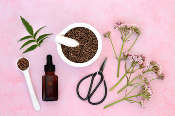 Valerian herb with dried root & flowers, tincture bottle and scissors. Used in herbal medicine to...