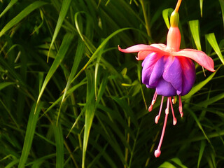 Closeup shot of fuchsia flowers on blurred background