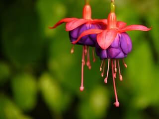 Closeup shot of fuchsia flowers on blurred background