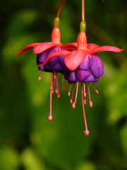 Closeup shot of fuchsia flowers on blurred background