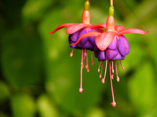 Closeup shot of fuchsia flowers on blurred background