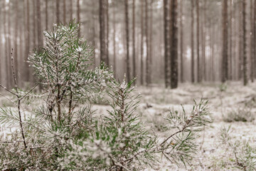 A small pine tree in the pine forest with snow