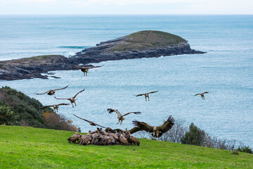 GRIFFON VULTURE - BUITRE LEONADO (Gyps fulvus), Sonabia, MONTAÑA ORIENTAL COSTERA, Cantabrian Sea,...