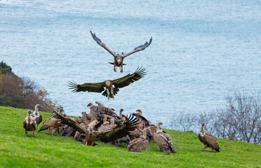 GRIFFON VULTURE - BUITRE LEONADO (Gyps fulvus), Sonabia, MONTAÑA ORIENTAL COSTERA, Cantabrian Sea,...