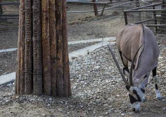 Oryx antelope walks in a free enclosure