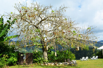 blooming tree