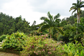 Fototapeta na wymiar tropical garden with trees