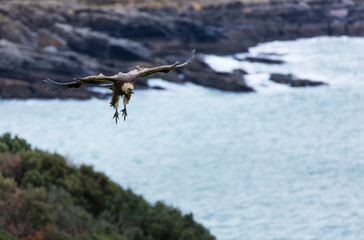 GRIFFON VULTURE - BUITRE LEONADO (Gyps fulvus), Sonabia, MONTAÑA ORIENTAL COSTERA, Cantabrian Sea,...