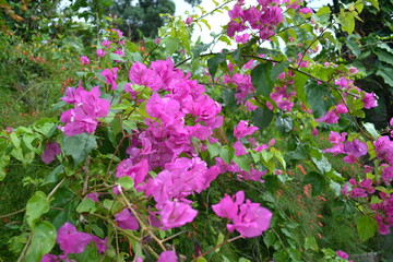 pink flowers in the garden