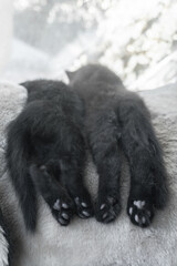 Two black fluffy kitten sleeping side by side