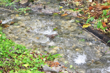 The River