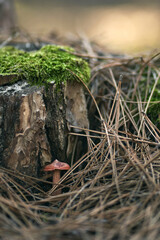 close up mushroom near the mossy stump. mushrooms in the autumn forest