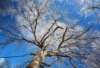 Obraz premium Nice winter scene with frozen trees