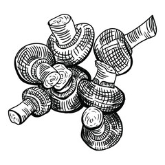 Obraz premium Vector drawing of mushrooms. Linear illustration of a group of champignons.