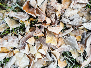 Autumn and winter seasonal weather. Yellowed dry foliage covered with hoarfrost in frosty park. Seasonal background with copy space. Frozen plant, climate change, weather conditions. Winter is coming.