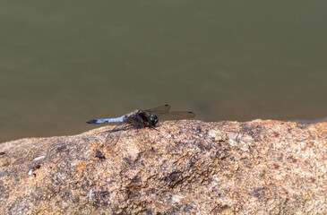 Black-tailed skimmer dragonfly