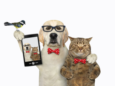 A dog in glasses takes selfie with a cat in a red bow tie. White background. Isolated.