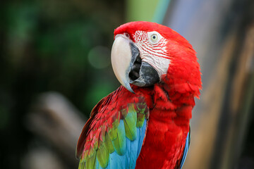 Naklejka premium A red and green parrot perched on a branch