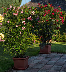 Fototapeta na wymiar Nice oleanders in the garden in summer