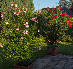 Fototapeta na wymiar Nice oleanders in the garden in summer
